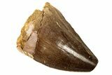 Fossil Mosasaur (Prognathodon) Tooth - Morocco #186504-1
